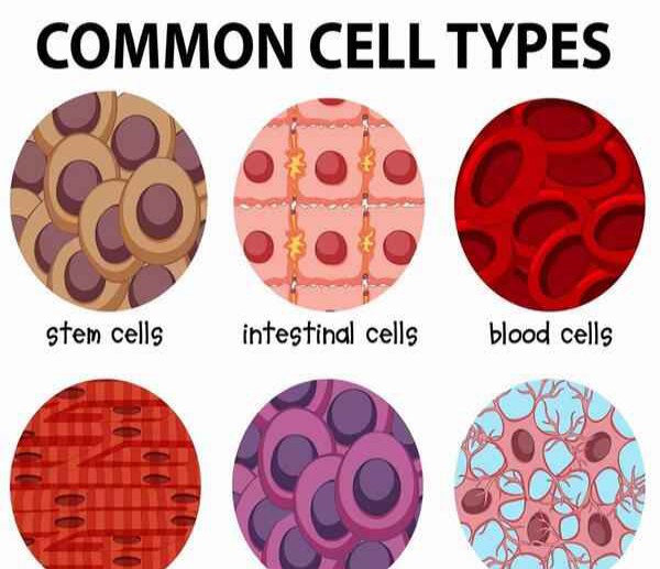 tct炎细胞、探索TCT炎细胞：揭示炎症机制与治疗策略